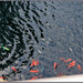 Fish in Pond by hjbenson