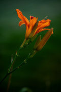 24th Jun 2024 - orange lillies everywhere