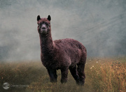 27th Jun 2024 - Charlie the Alpaca