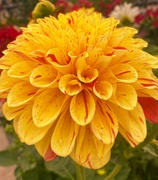 25th Jun 2024 - Dahlia 