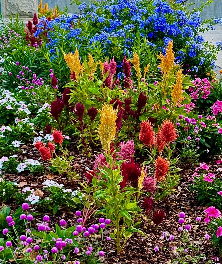 Multi colored flower bed by congaree