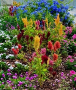 27th Jun 2024 - Multi colored flower bed