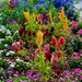Multi colored flower bed by congaree