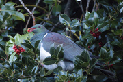 26th Jun 2024 - Hungry Kereru