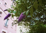 27th Jun 2024 - Thé enchanting allure of our butterfly tree…