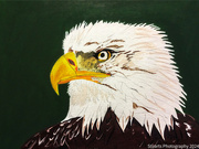 27th Jun 2024 - Bald eagle (painting)