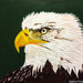 Bald eagle (painting)