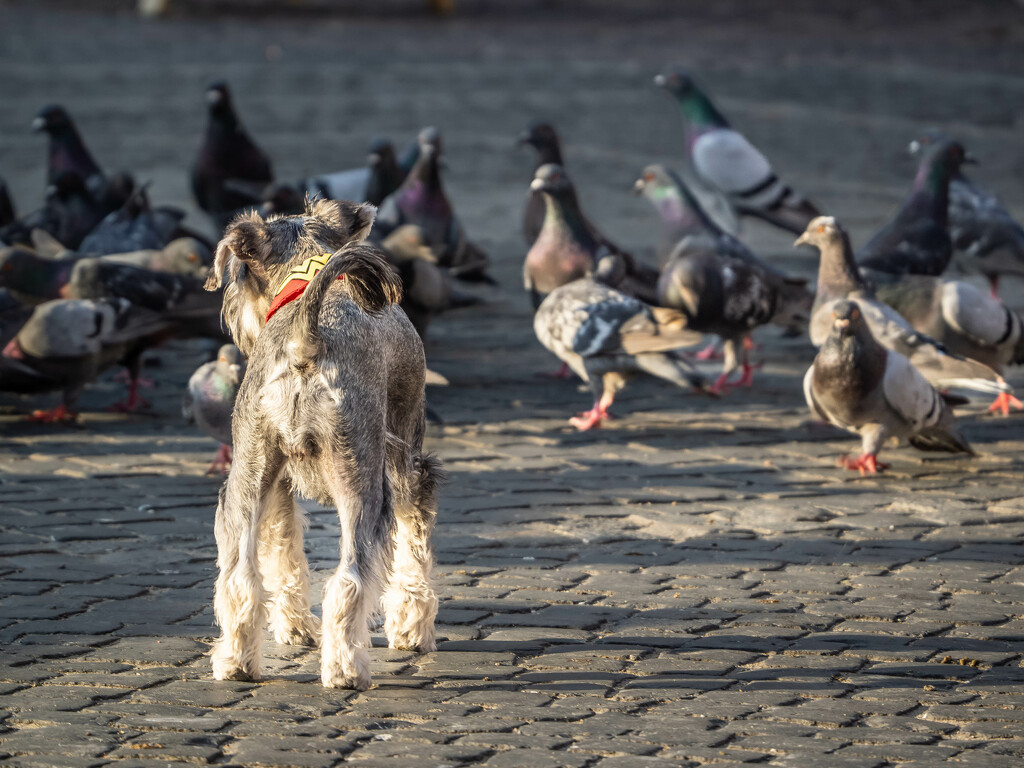 Dog and pigeons by haskar