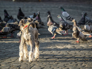 25th Jun 2024 - Dog and pigeons