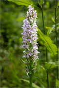 27th Jun 2024 - Common Orchid