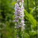 Common Orchid by clifford