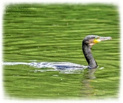 27th Jun 2024 - Cormorant