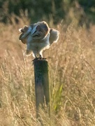 26th Jun 2024 - Barn Owl 