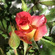 27th Jun 2024 - Rose Blooming 