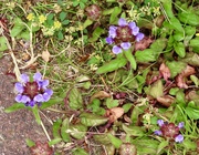 27th Jun 2024 - More wild flowers