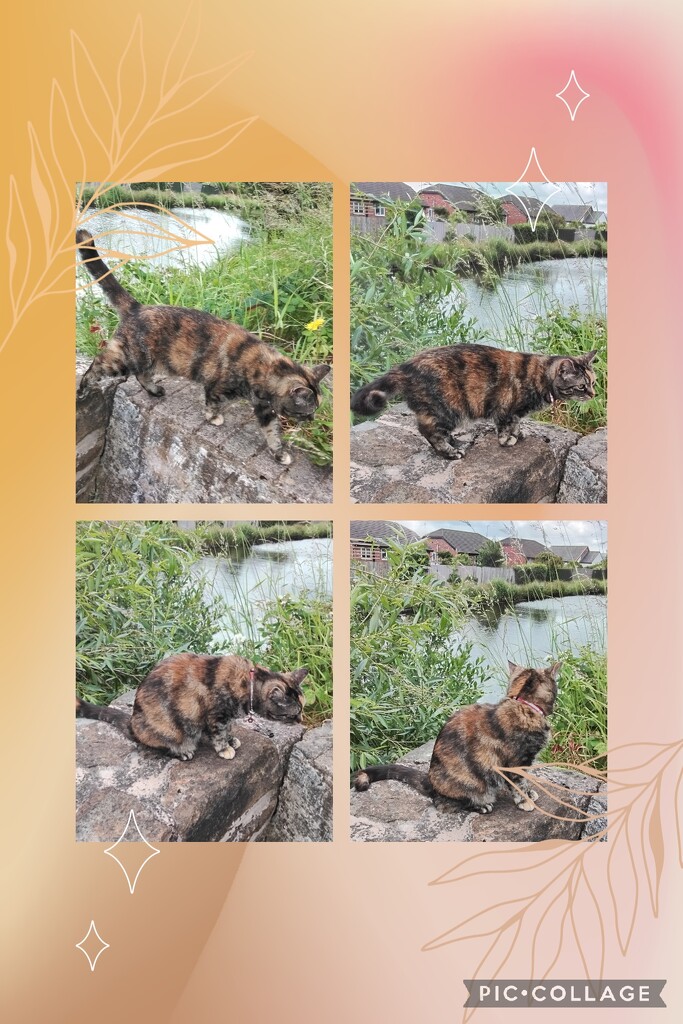 The canalside Tabby cat. by grace55
