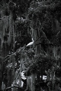 27th Jun 2024 - White Ibis