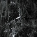 White Ibis by photohoot