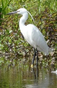 27th Jun 2024 - Little Egret