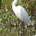 Little Egret by fishers