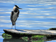 27th Jun 2024 - Blue Heron 