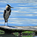 Blue Heron  by seattlite