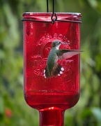 27th Jun 2024 - LHG_1593 This feeder is MINE