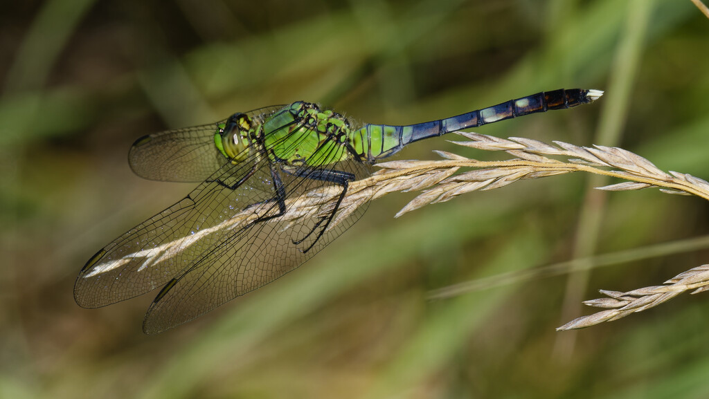Eastern Pondhawk dragonfly by rminer