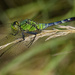 Eastern Pondhawk dragonfly by rminer