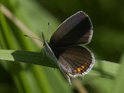 27th Jun 2024 - Eastern tailed-blue butterfly