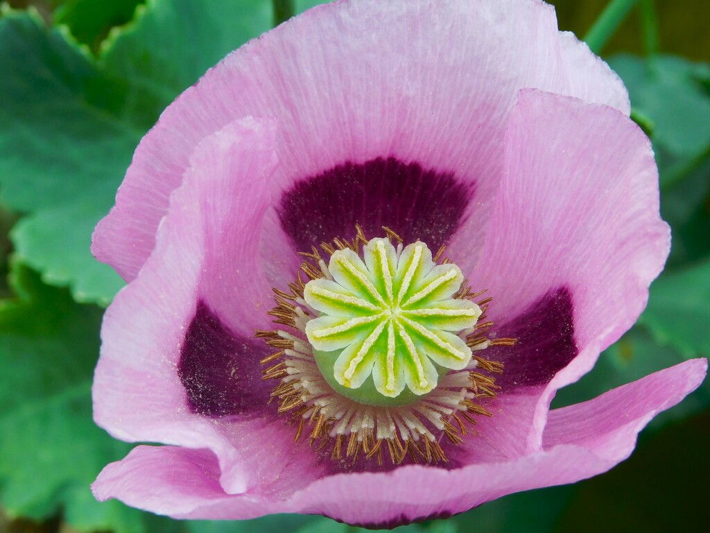 A wild-growing poppy by 365anne