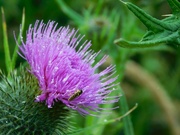 27th Jun 2024 - Thistle and visitor