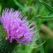 Thistle and visitor
