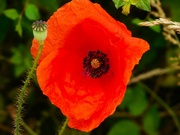 27th Jun 2024 - Poppy