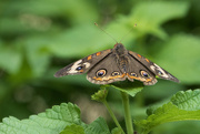 27th Jun 2024 - Common Buckeye Butterfly