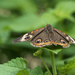 Common Buckeye Butterfly by k9photo