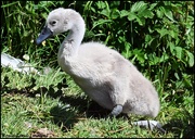 27th Jun 2024 - Lovely cygnet