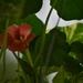 Nasturtium Blossom by bjywamer