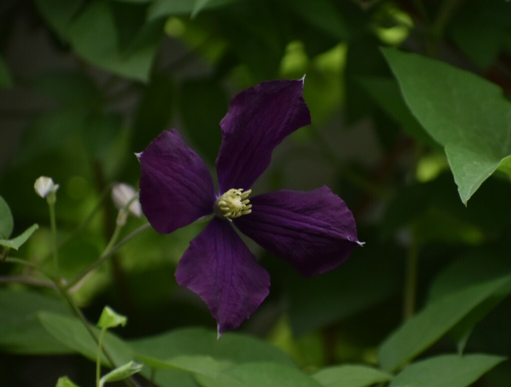 First Clematis Bloom by bjywamer