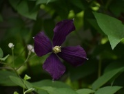 27th Jun 2024 - First Clematis Bloom