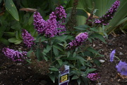 27th Jun 2024 - Butterfly Bush