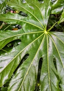 27th Jun 2024 - Fatsia japonica 