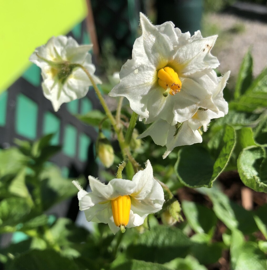 Potato Flowers by dailypix