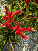 27th Jun 2024 - Kangaroo Paw