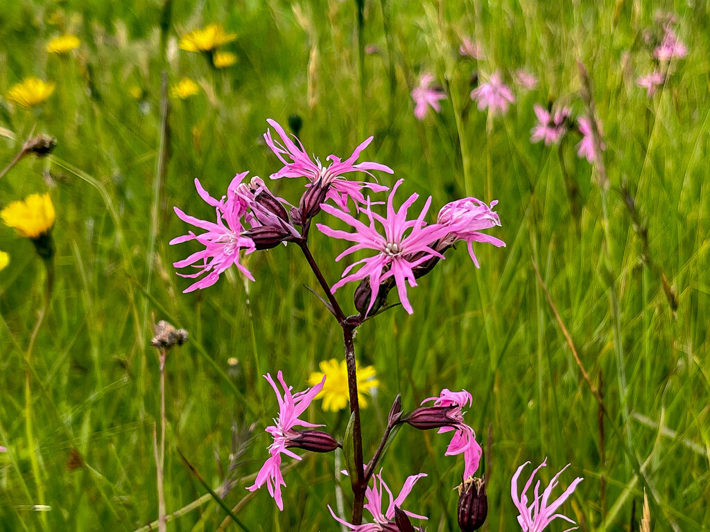 Ragged Robin Day #15 by lifeat60degrees