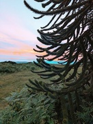 22nd Jun 2024 - HERGEST RIDGE SUNSET.