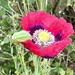 Garden Poppy  by phil_sandford