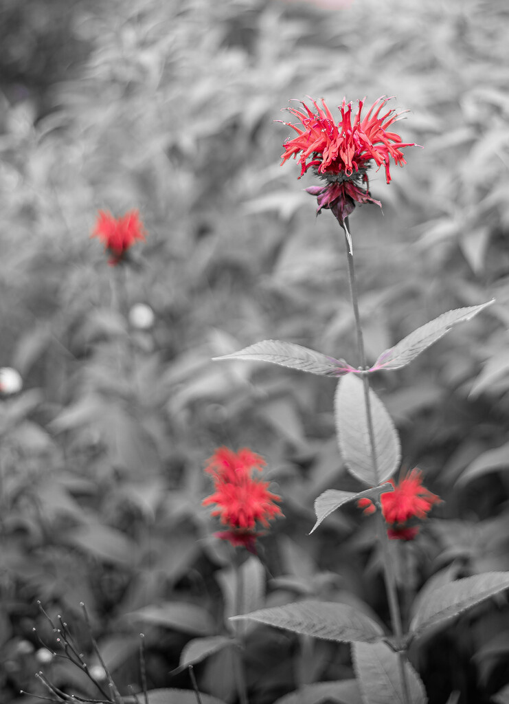 Bee's Balm by darchibald