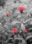 26th Jun 2024 - Bee's Balm