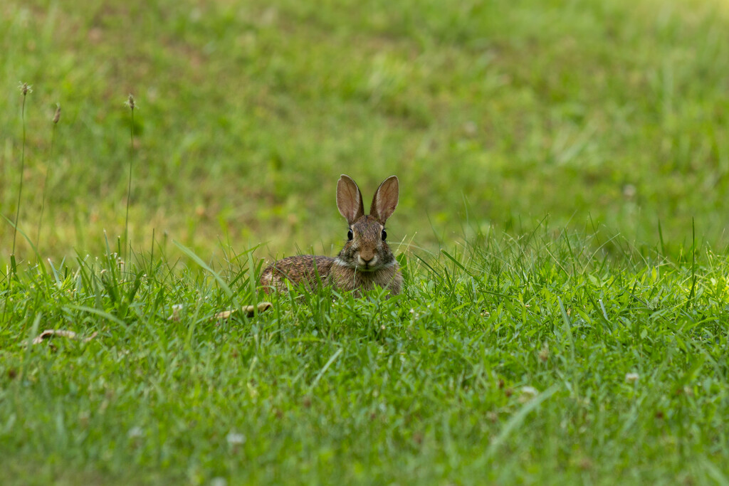 Our little backyard bunny by lizzyu